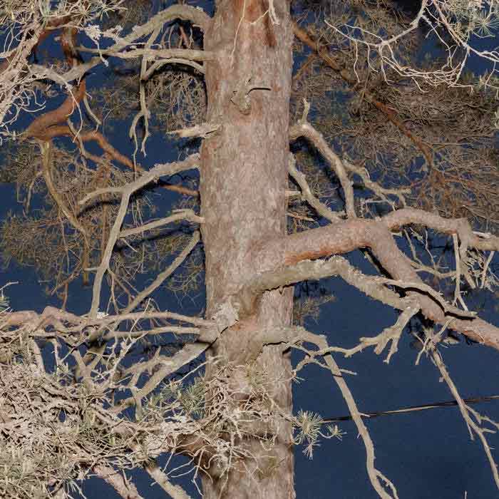 Kathi Deakin These Roots Cover